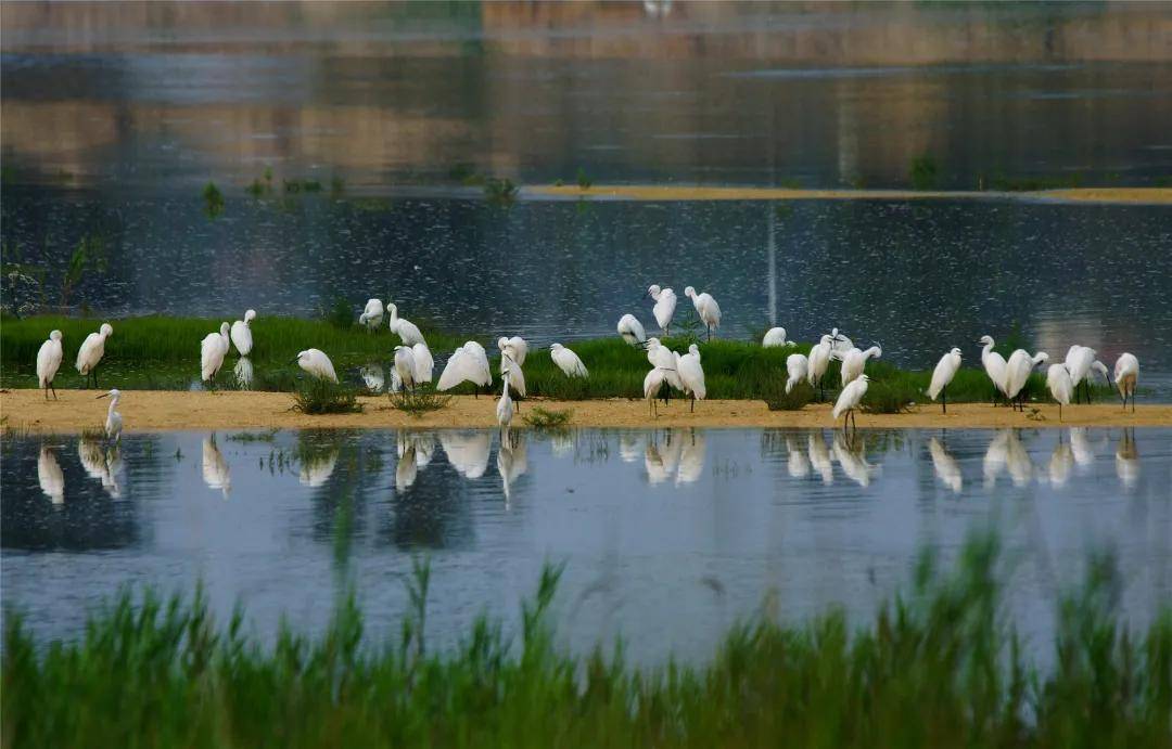 白鹭翩跹 ·黄水河湿地公园