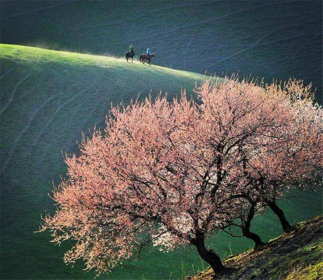 新疆几十公里花海开始盛放，一株580年最老野树，开出最艳鲜花
