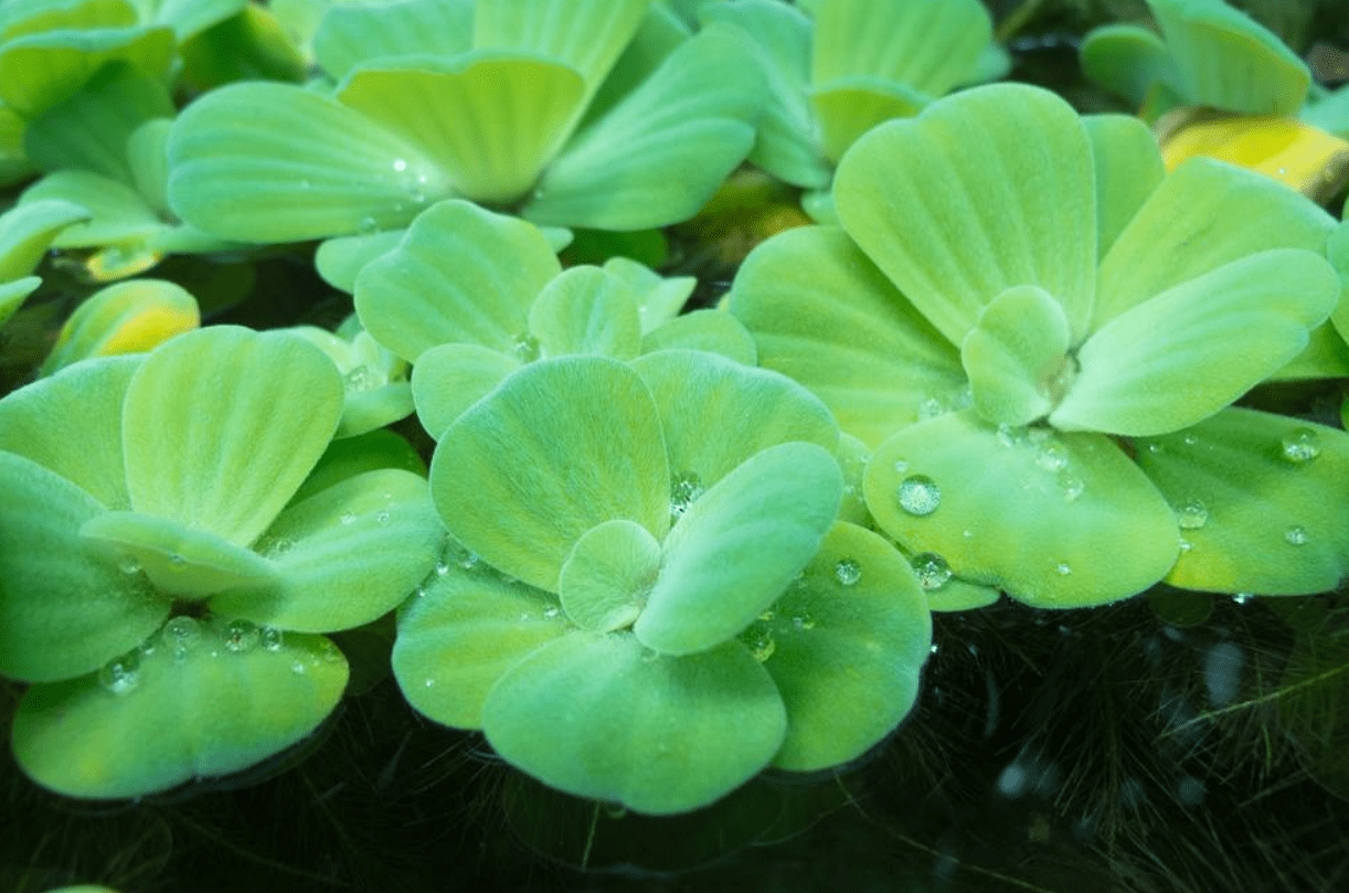 葉子酷似牡丹花,養在水裡真好看_浮萍