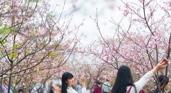 中国姑娘去日本看樱花，回来后，为什么说太失望了？
