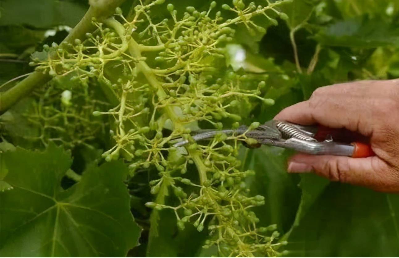 葡萄萌芽与新梢生长期栽培管理技术 保证葡萄正常生长的管理 花前
