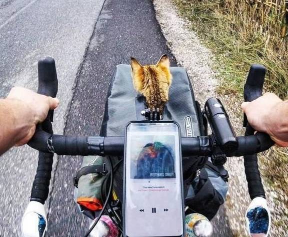 男子骑自行车环球旅行，中途却收获了一只猫主子，旅途不再孤单