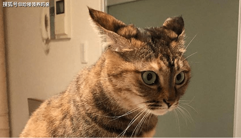 既然视觉上没有什么会让猫咪害怕的东西,那就是气味上了.
