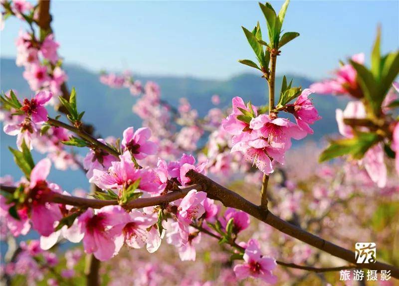 赏河口桃花 游宽甸美景 2021年宽甸·鸭绿江(河口)桃花节推介会在沈