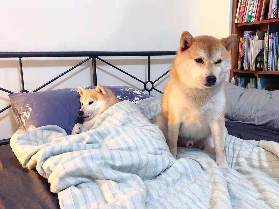 新手养柴犬是公犬好还是母犬好 公母优缺点大公开 脾气
