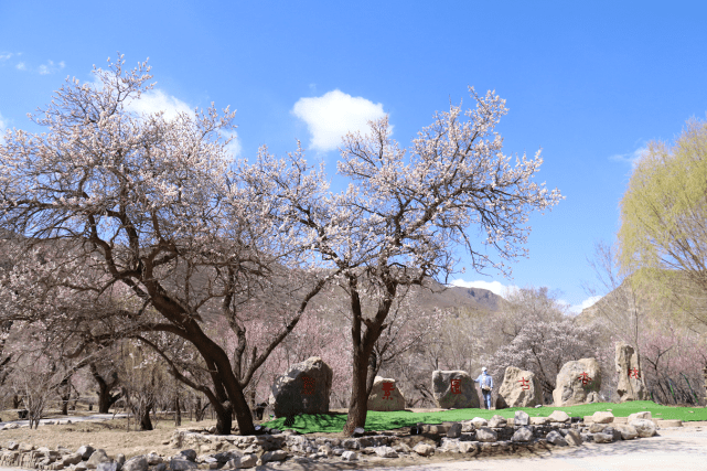 "杏"福花开!呼和浩特市回民区第十届乌素图杏花节来啦