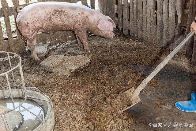 原创农村俗语"猪粪属冷,肥力长久,农民朋友知道原因吗?