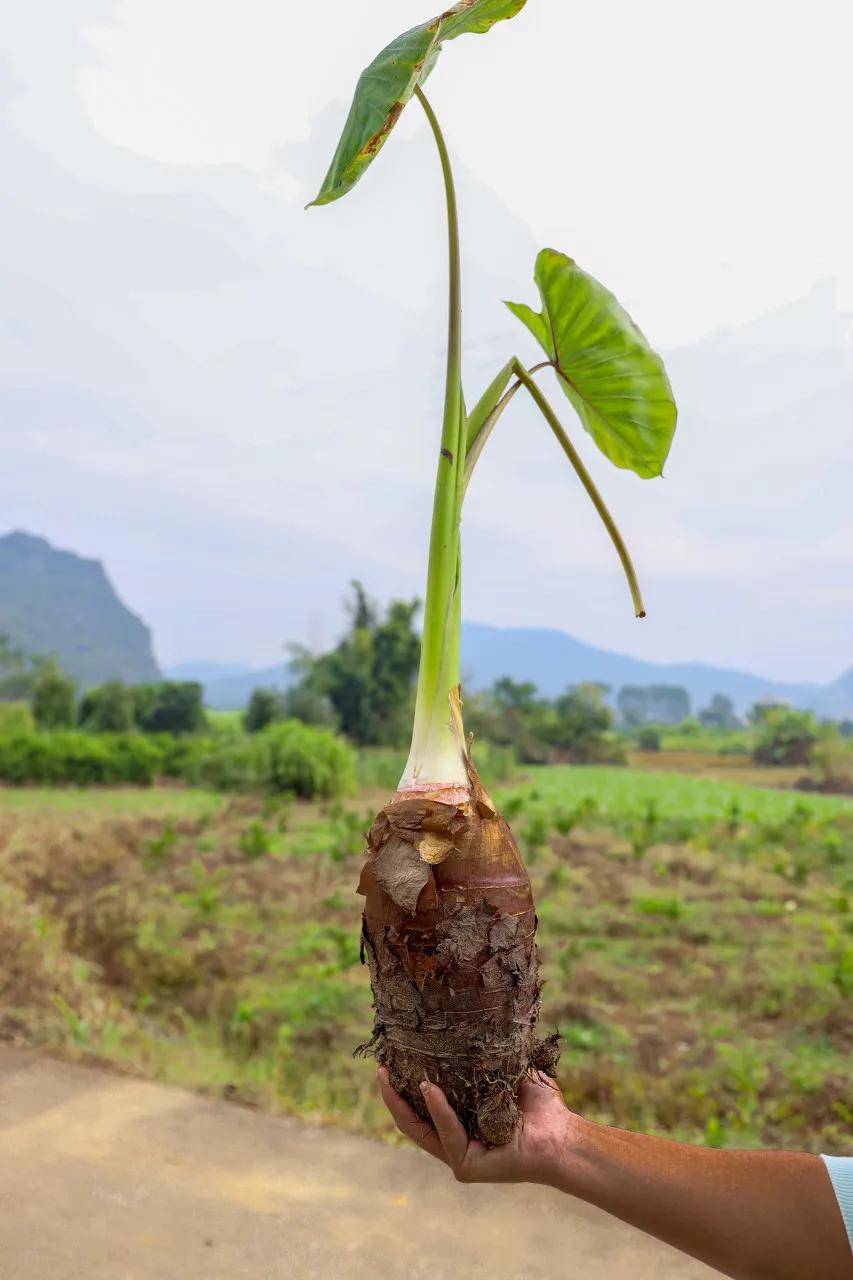 平时我们在市场上最常见的大芋头,属于魁芋,他只有一个硕大的母芋头