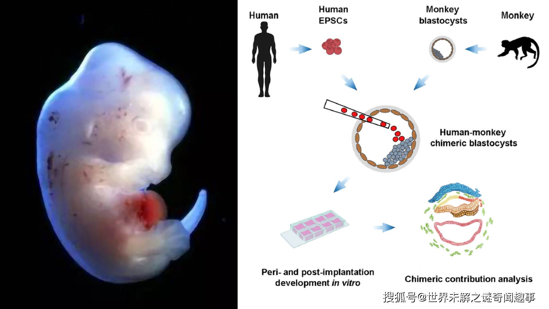 人猴胚胎誕生會培育出什麼物種實驗引發倫理熱議