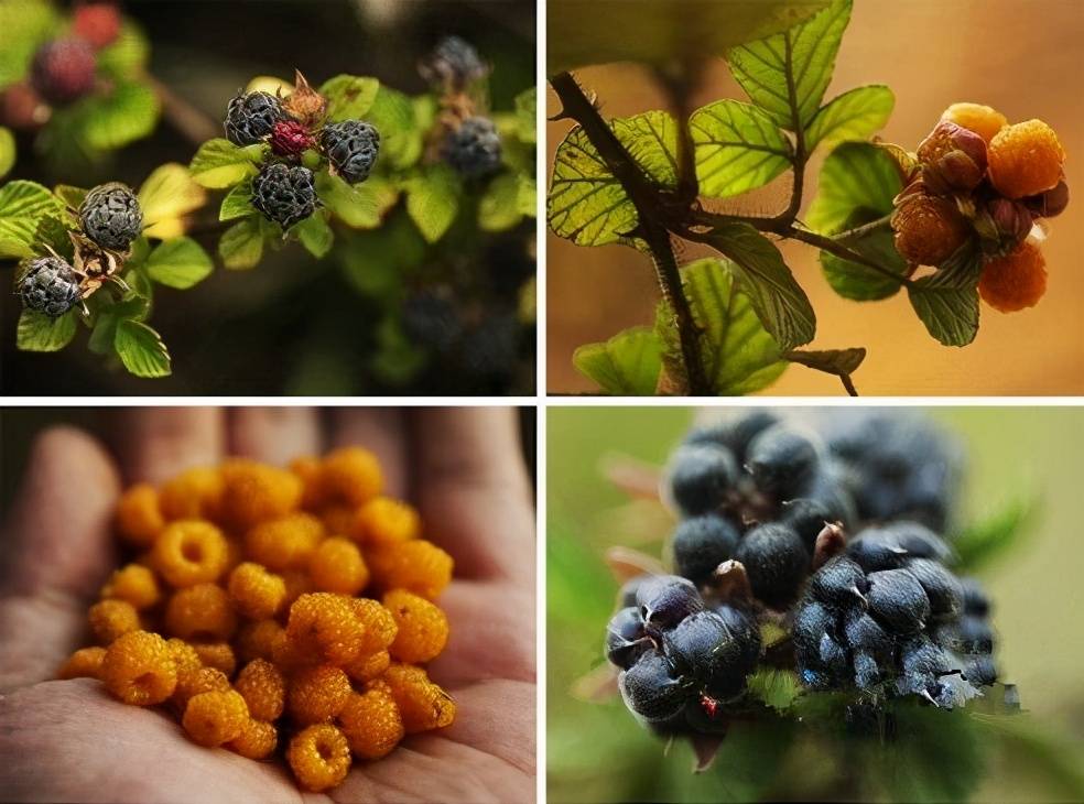 挺好吃的「黃泡」，你們那兒有嗎？ 熱愛美食 第5张