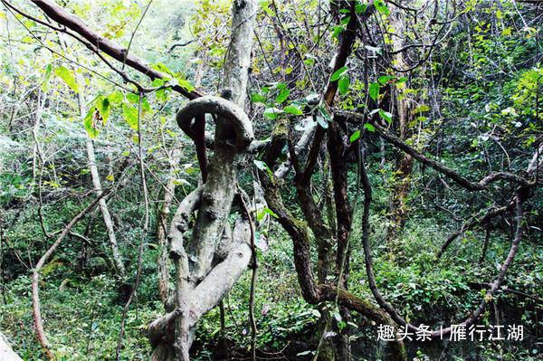 皖西大别山深处的别致景区，森林覆盖极高，有华东第一大峡谷之称