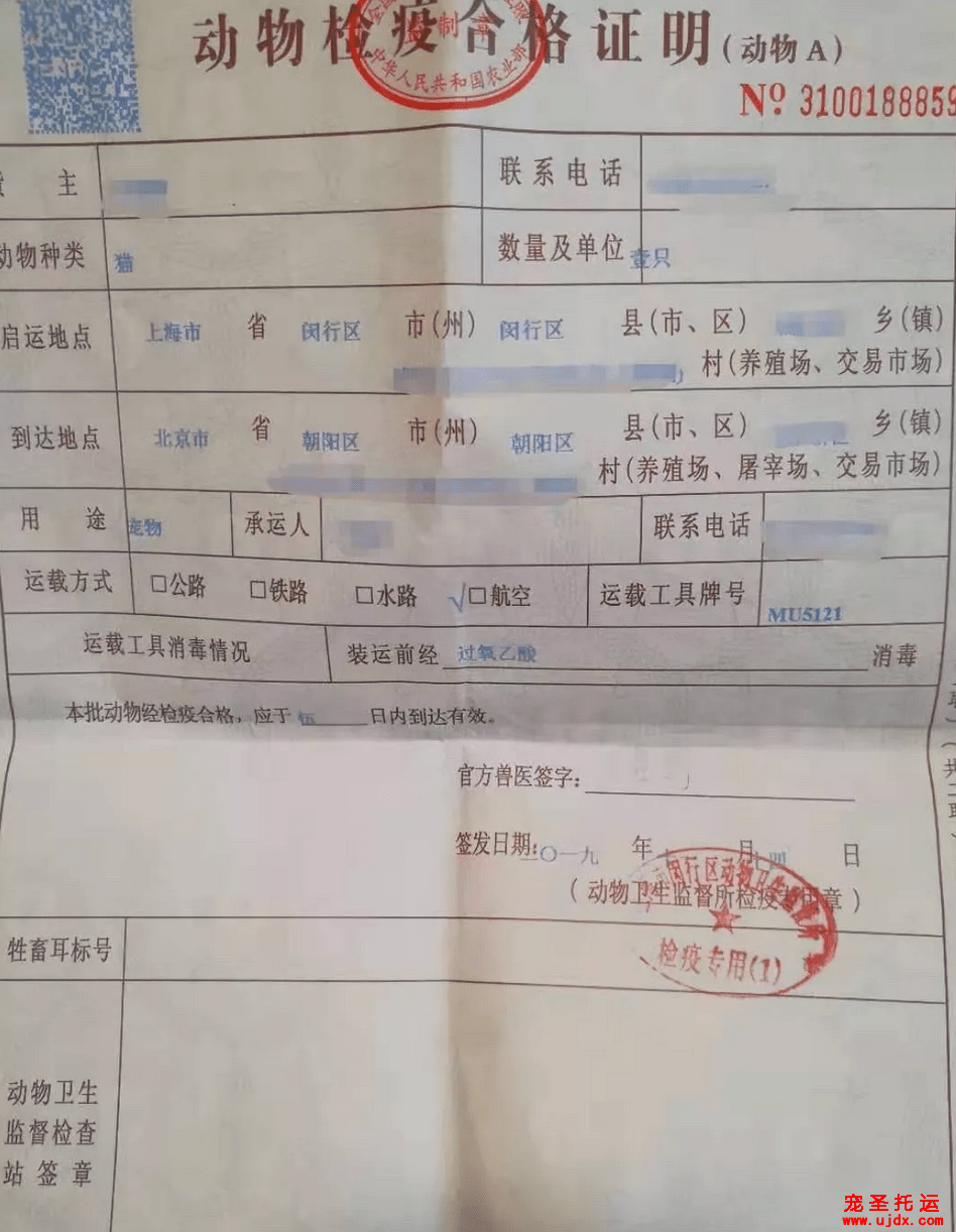 過年過節隨身帶著寵物託運回家不想棄養怎麼辦寵聖託運來支招