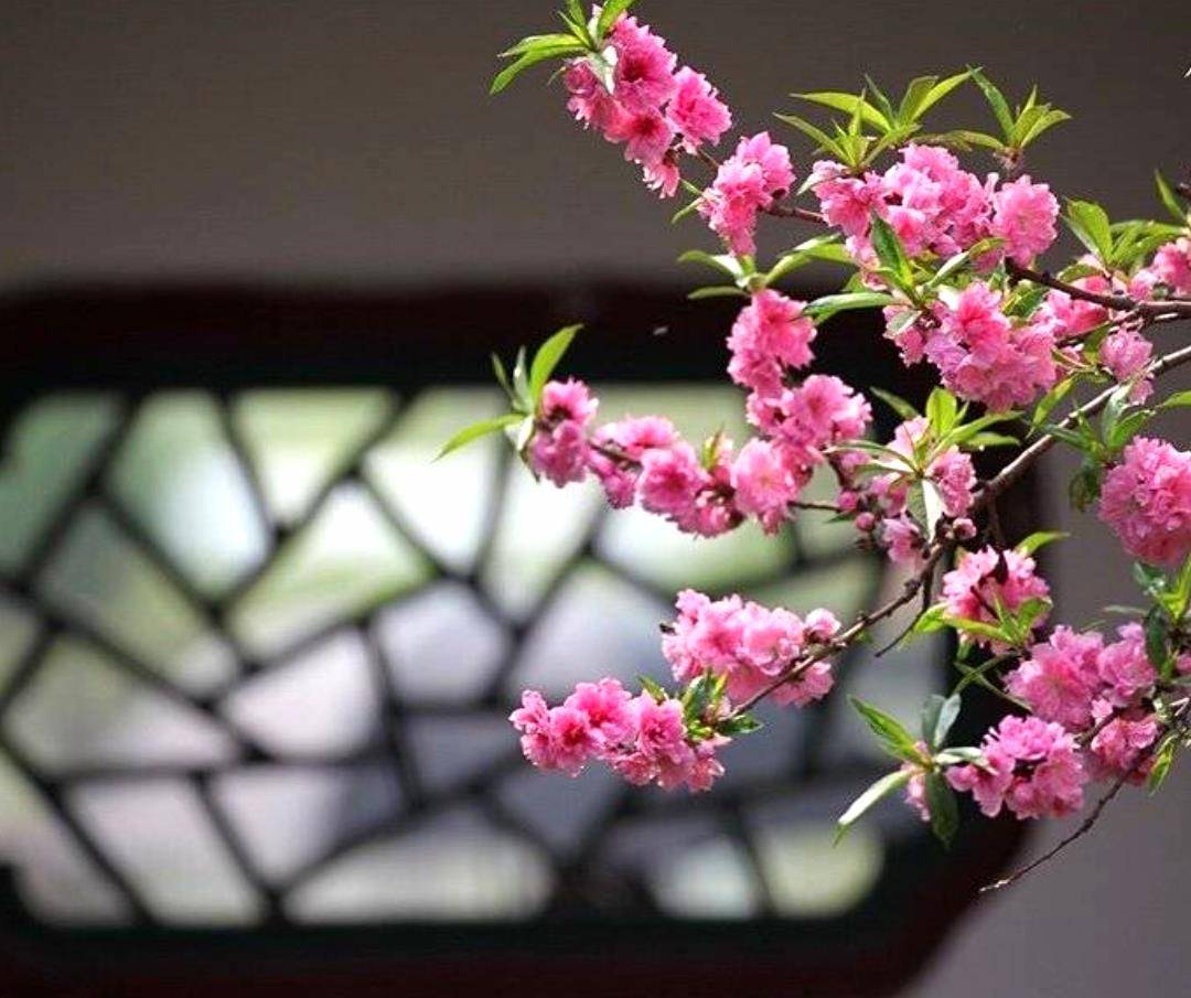 处女座 花开堪折直须折 莫待无花空折枝 爱情 处女座 花开堪折直须折 莫待无花空折枝 爱情