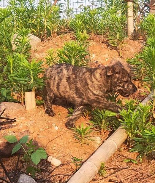 虎斑犬下山了,准备去寻找"猎物",它长得太好看了!