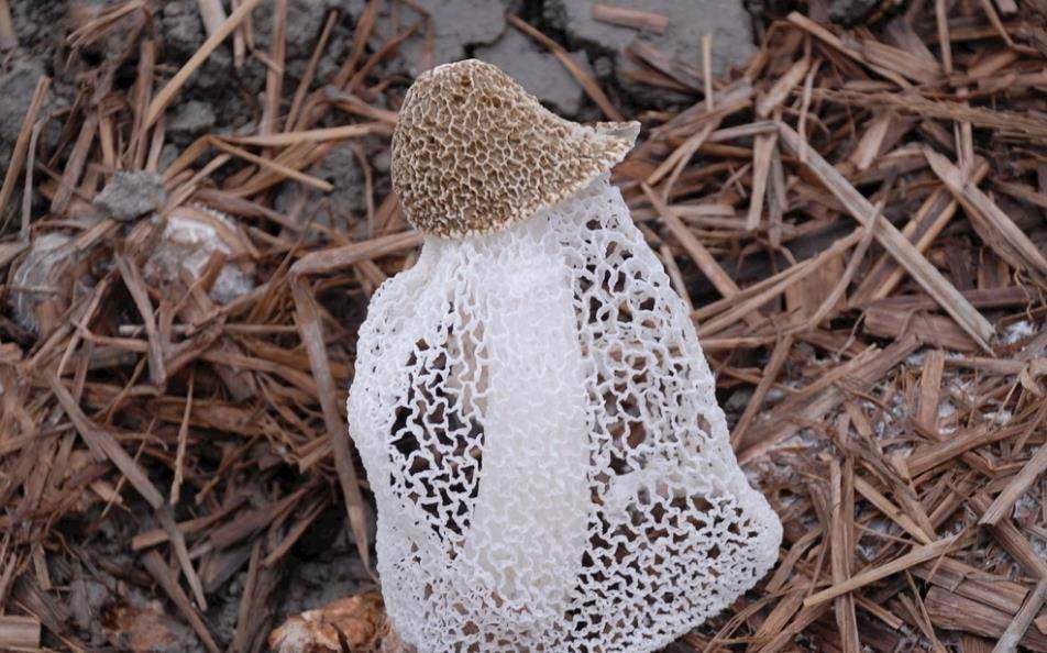 山珍之王——竹荪