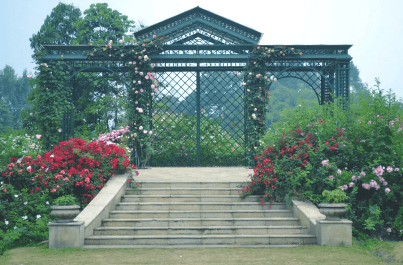 成都浪漫庄园300多亩进口玫瑰花情侣们扎堆结婚