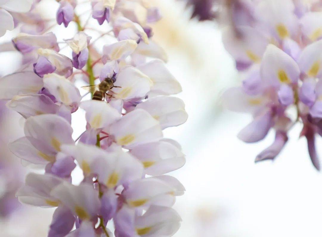 不仅在紫藤公园，嘉定这些地方的紫藤也花开正盛！