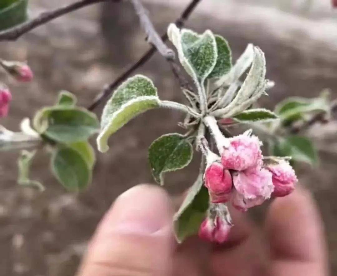 霜凍 冰雹襲擊,新一輪