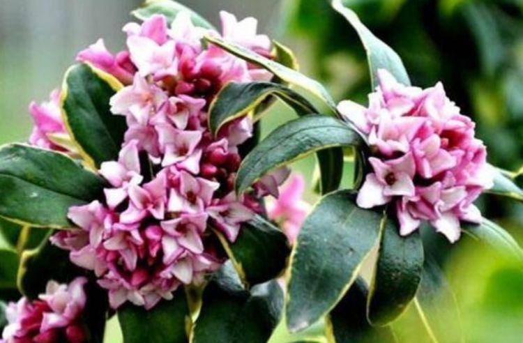 品种最好的金边瑞香 027855c7f9f44c3ea3532be55f3840fc.jpeg