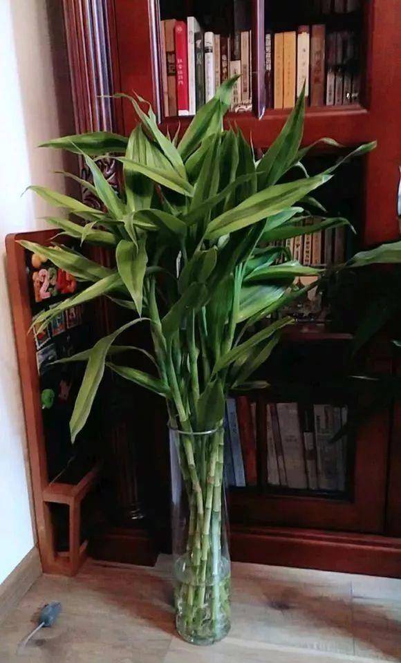 富贵竹几月份生长最好 1088972e0cd641c581b505852dff5fa3.jpeg