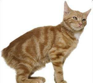 为什么有的猫没尾巴 392bd9e79e5a4679af80baf34da07a40.jpeg