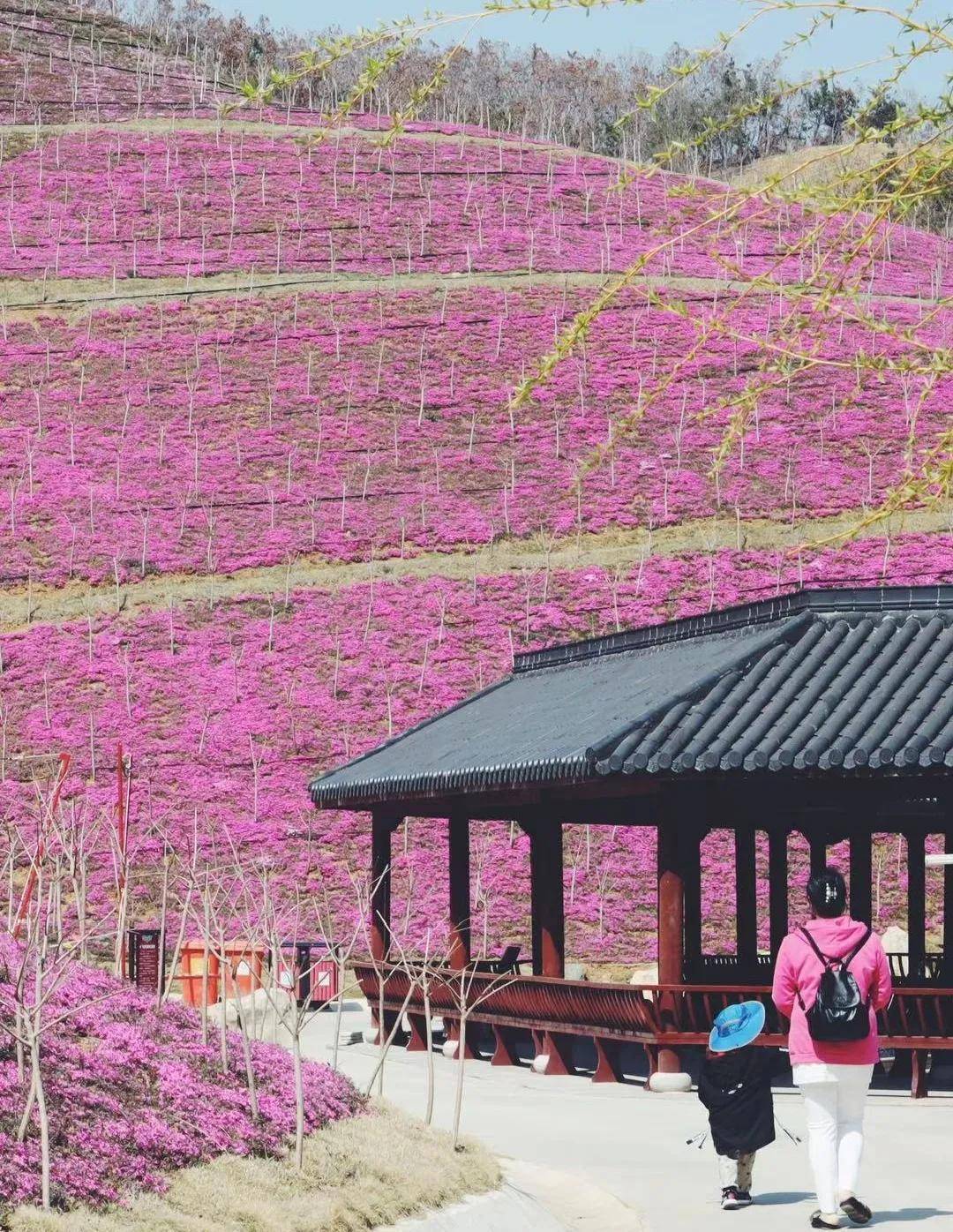 威海华夏城龙山花谷图片