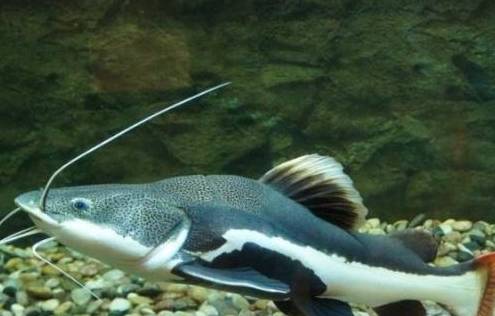 贪吃的红尾猫拒绝进食原来是因为这些了解这些问题才能尽快解决