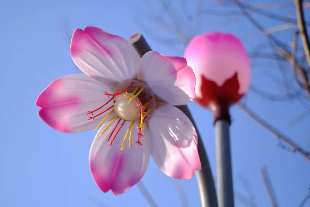 樱花谷路段路灯实拍 除此之外,腾冲街头还有茶花灯,玉兰花灯以及挂