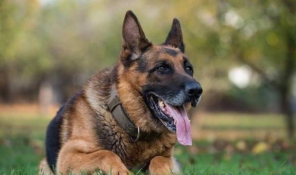 品种最好的德牧 6836cc69eda74954abebd24bac4babcb.jpeg