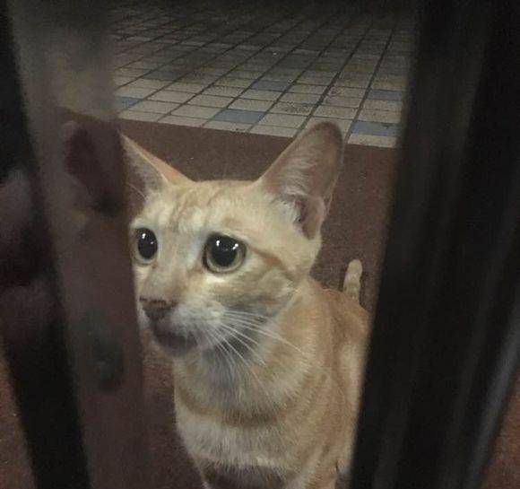 怎么才能让母猫不要怀孕 6c46724646404e0e8408037c04ea97d6.jpeg