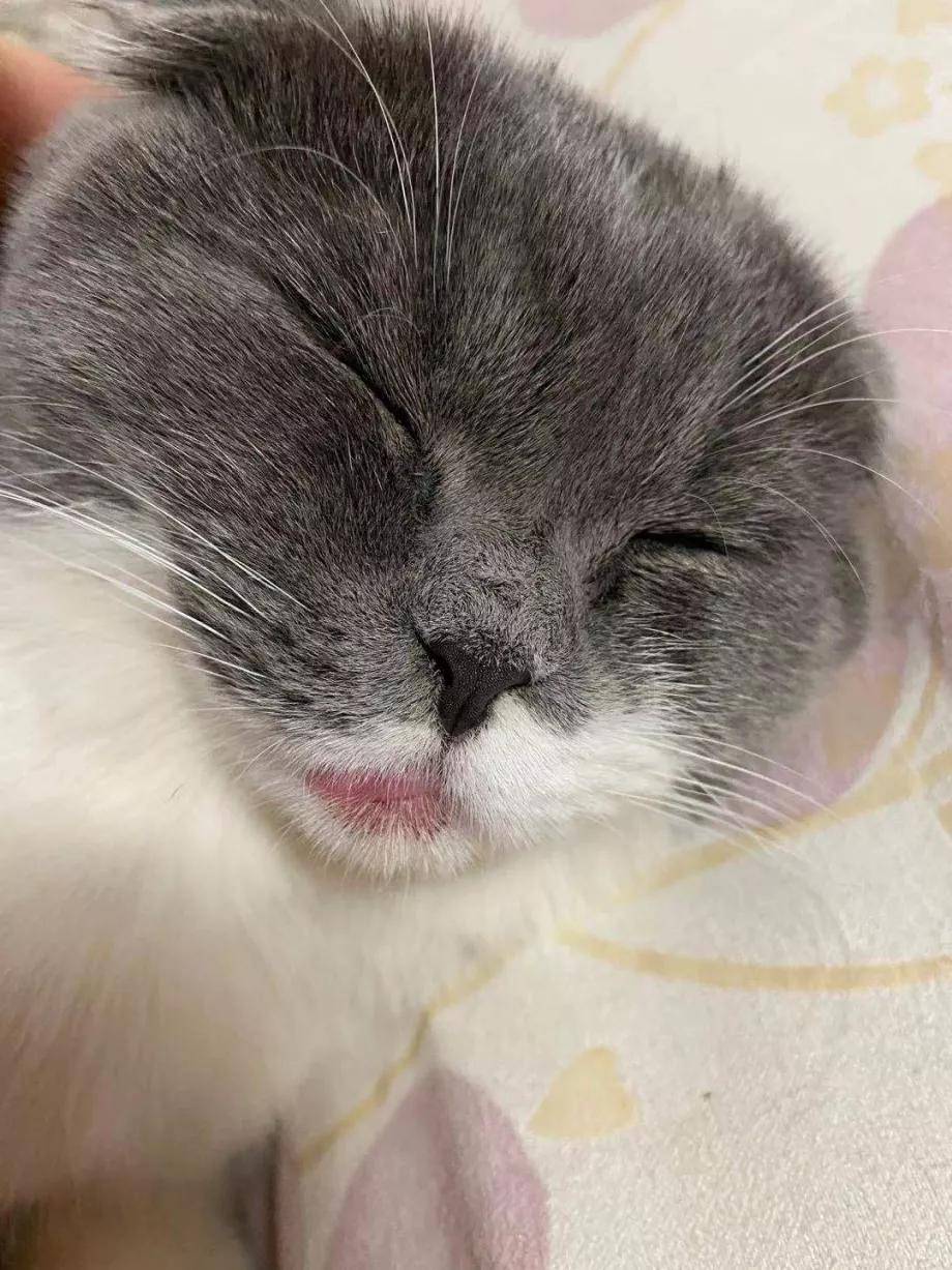 原创猫咪嘴唇怎么发炎凹陷了注意可能是嗜酸性肉芽肿