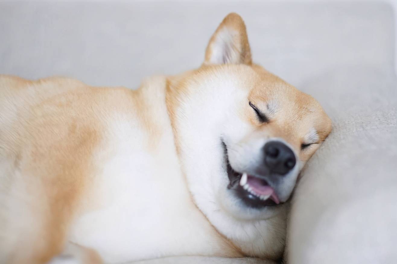 柴犬能陪你多少年 它的寿命是多少 鉴定 柴犬能陪你多少年 它的寿命是多少 鉴定