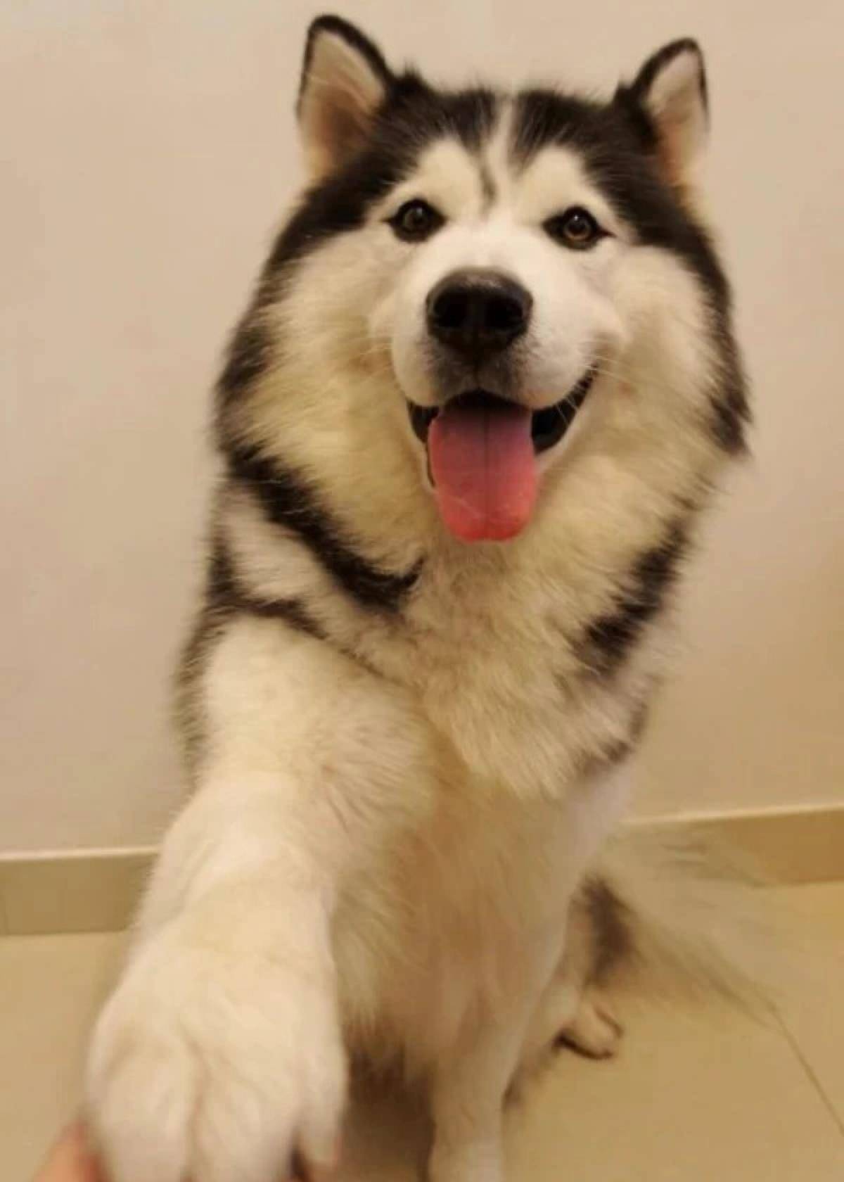 最受欢迎的训犬技能 握手 狗狗