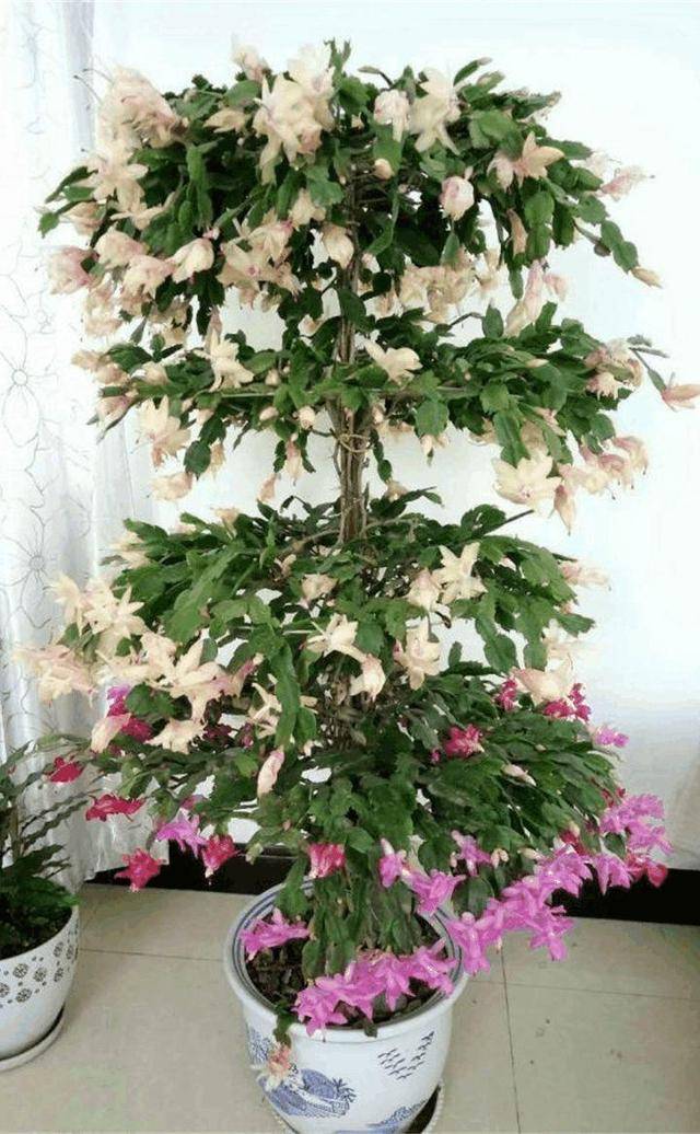 什么时间嫁接蟹爪兰 f7a19abf98c9481d85c56b9c75c86061.jpeg