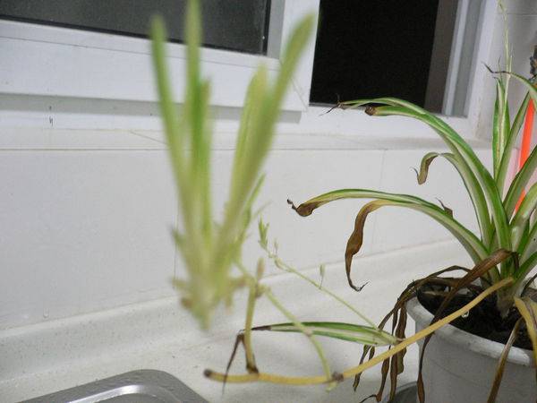 富贵竹几天喷一次水呢 f81e238724614797812ccf4953aa30bc.jpeg