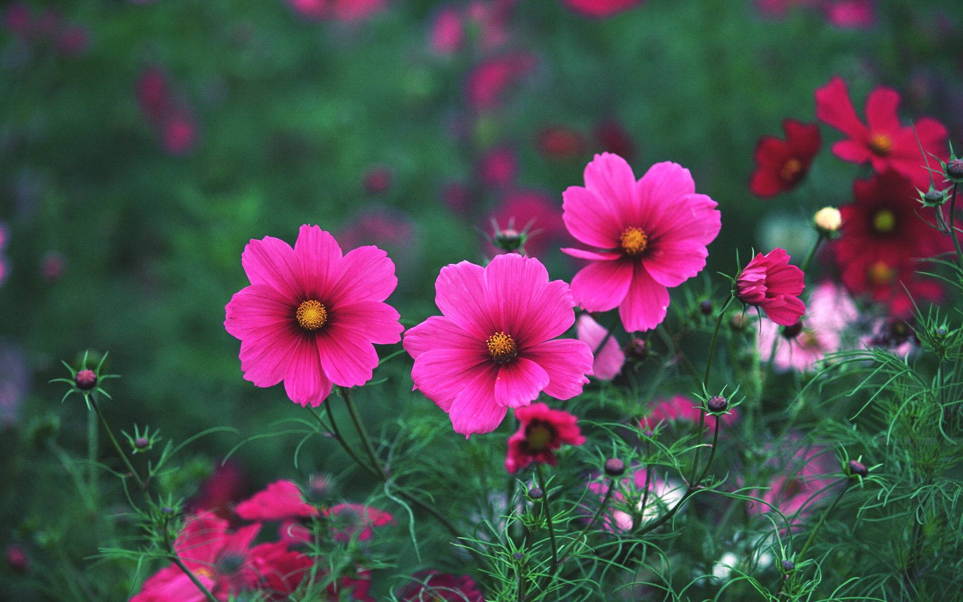 4月日星座运势 如鱼得水 乘势而上的四大星座 生活