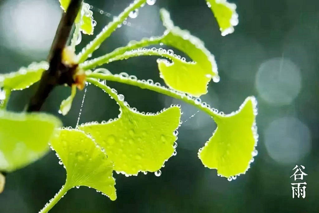 俗语“谷雨遇落雨，一刻值千金”，谷雨时间，你那里下雨了吗？
