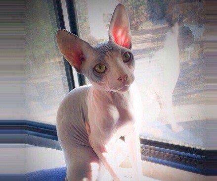 猫排名智商排名_狗狗智商排名(2)