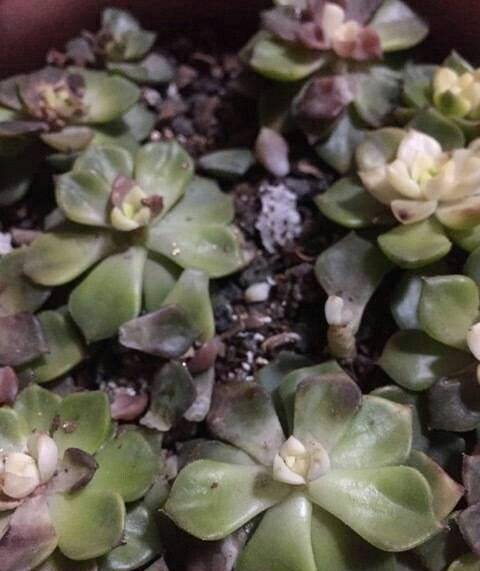 多肉怎样施肥施磷酸二氢钾 f7088cf79277499588638184c571b6ae.jpeg