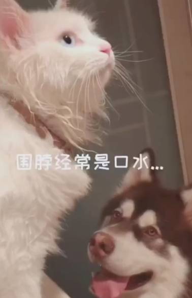 狗为啥喜欢欺负猫 1bcb3000db2b431eb6deab0f4a912053.jpeg