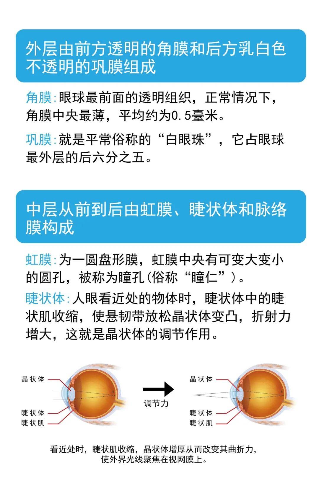 您了解我们眼睛的结构和功能吗?