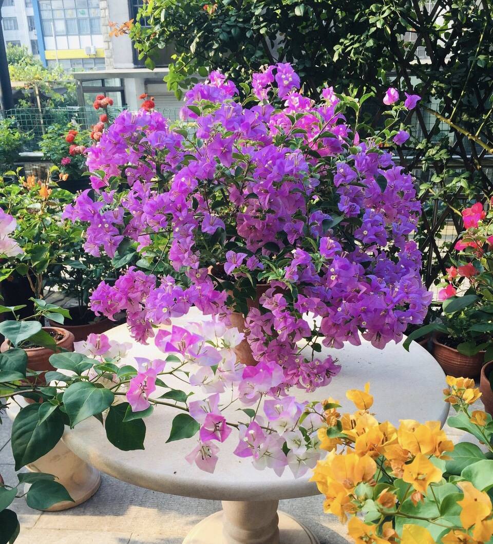 最贵的三角梅在哪 9db215da11f845bd92bbd3db7263611a.jpeg