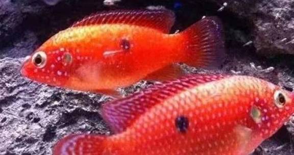 在家怎么养海水鱼 bde9745082a04cb7ba4482b022bb2b89.jpeg