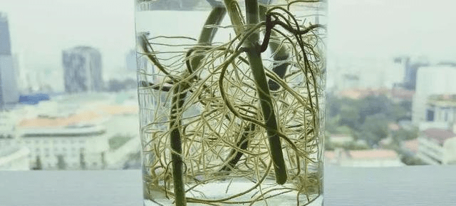 春天扦插花自制生根水简单也好用生根多又快省钱了