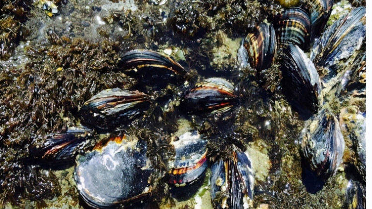 维修工:看完船底的东西你就懂了_生物界