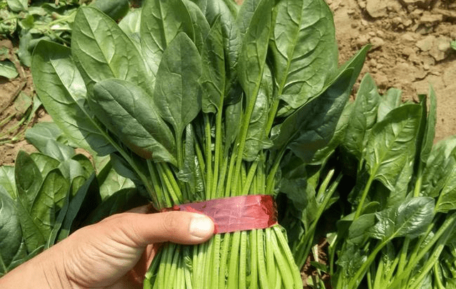 买菠菜不看圆叶尖叶,记住3不买,容易挑到好菠菜,鲜嫩味道好