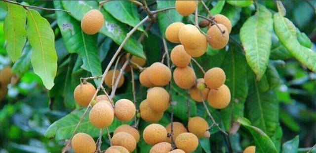 你见过红色的龙眼吗?可遇不可求!