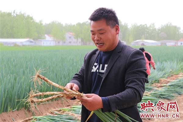 乡村振兴看淮阳淮阳区齐老乡农墨重彩添底色吹响振兴冲锋号