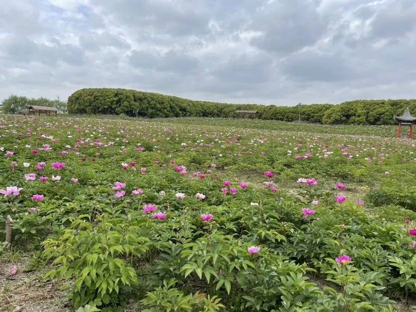 百亩芍药花怒放!五一就来宝山这里踏青吧