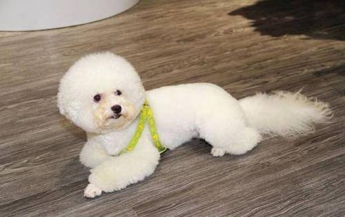 比熊犬真菌感染治不好 患处